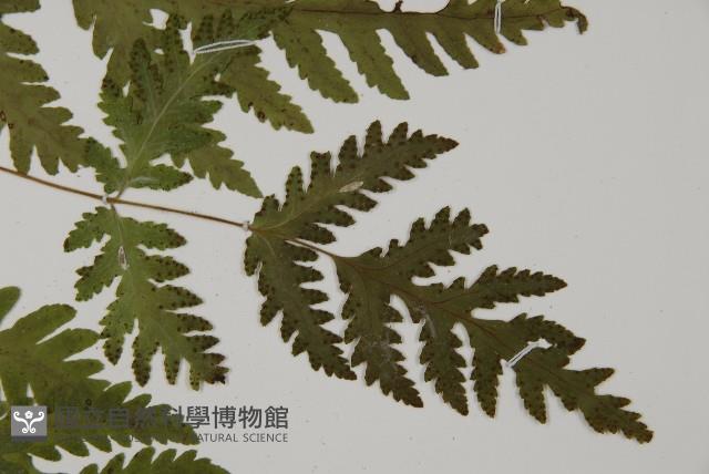 薄葉三叉蕨藏品圖，第4張