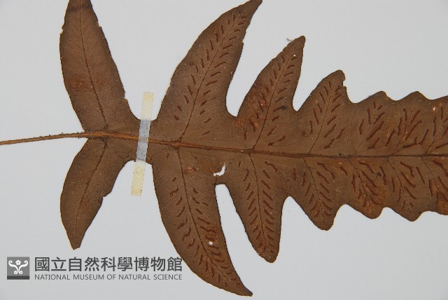 登錄號:P000336藏品圖，第4張