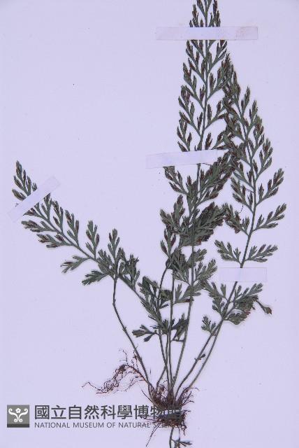 北京鐵角蕨藏品圖，第4張