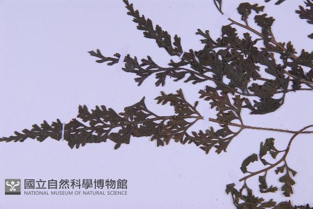 尖葉鐵角蕨藏品圖，第4張