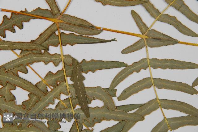 栗蕨藏品圖，第4張