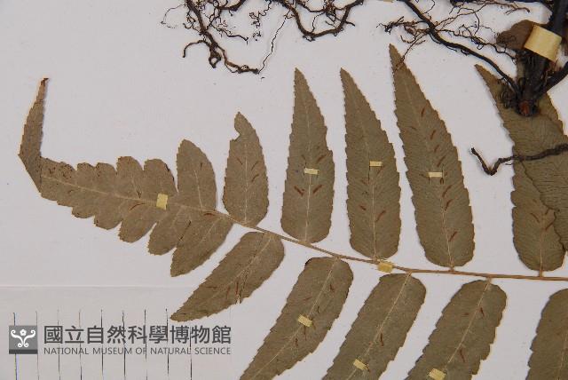 江南短腸蕨藏品圖，第4張