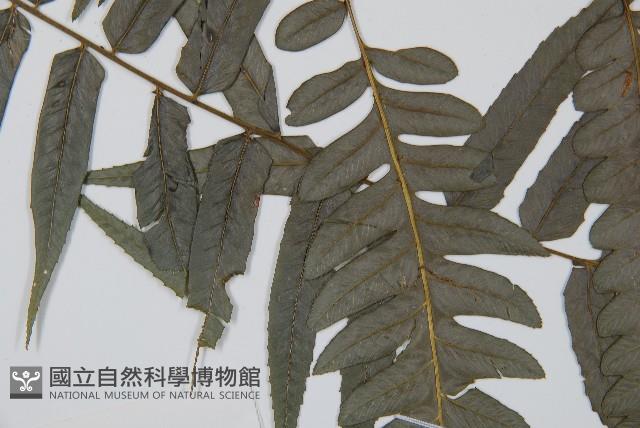 毛柄短腸蕨藏品圖，第4張
