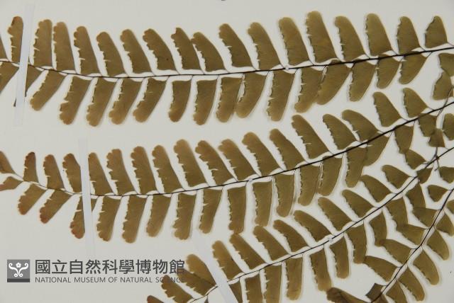 掌葉鐵線蕨藏品圖，第4張
