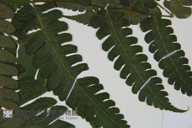 德氏雙蓋蕨藏品圖，第4張