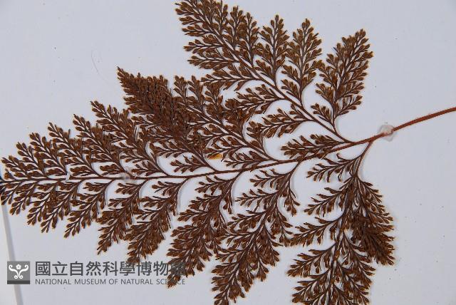 海州骨碎補藏品圖，第4張