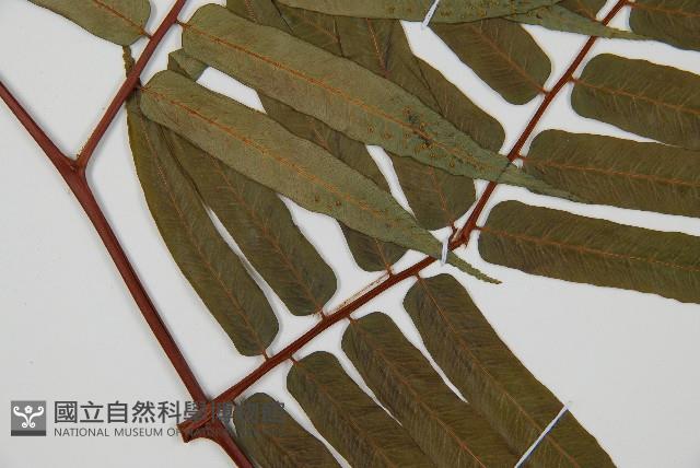 Luchu Tree-fern Collection Image, Figure 3, Total 5 Figures