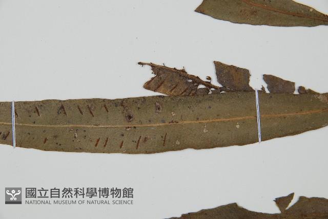 單葉雙蓋蕨藏品圖，第4張