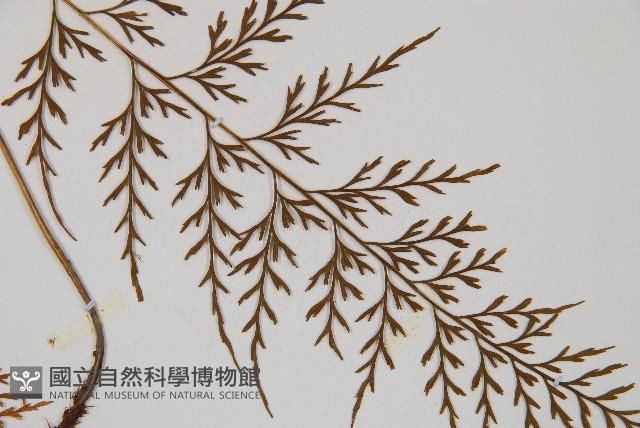 威氏鐵角蕨藏品圖，第4張