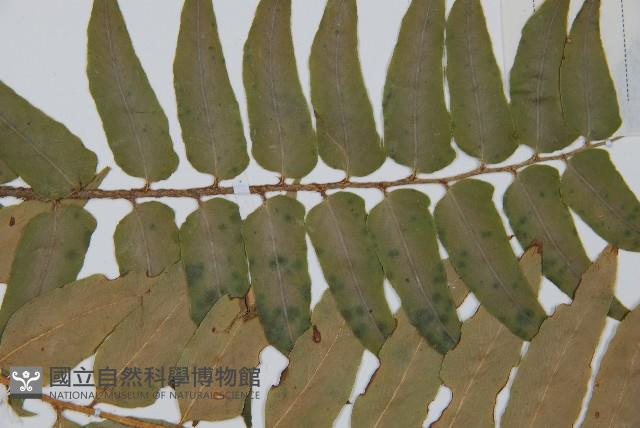 貫眾蕨藏品圖，第3張