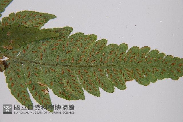 假蹄蓋蕨、東洋蹄蓋蕨藏品圖，第4張