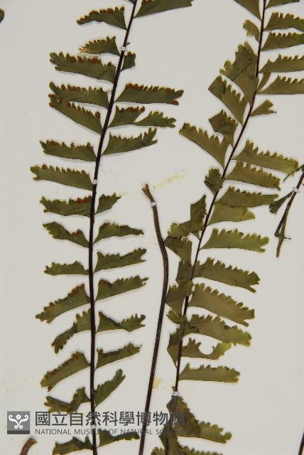 薄葉孔雀鐵角蕨、邊孢鐵角蕨藏品圖，第7張