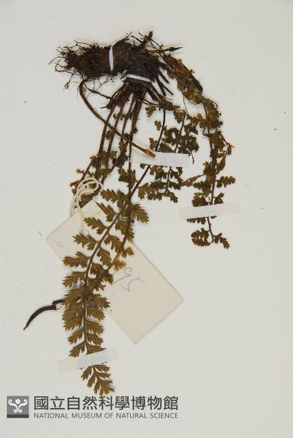 西北鐵角蕨藏品圖，第4張