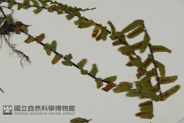 登錄號:P009666藏品圖，第4張