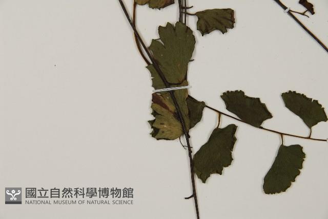 翅柄鐵線蕨藏品圖，第4張