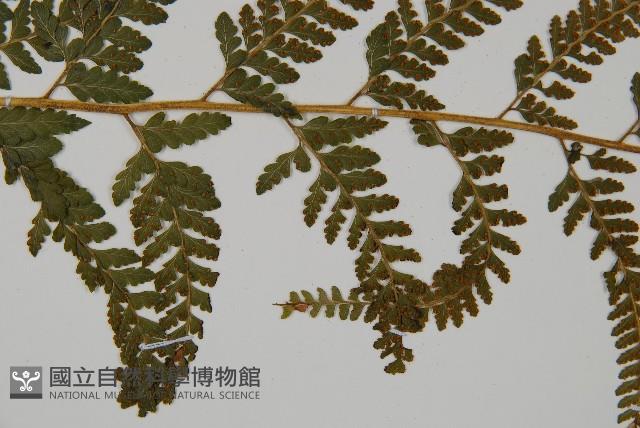 亞粗毛鱗蓋蕨藏品圖，第4張