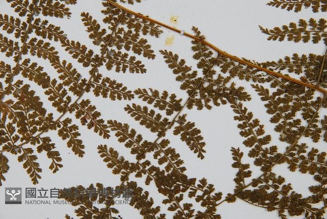 稀子蕨藏品圖，第4張