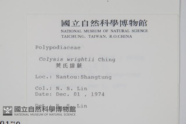 小苞鱗毛蕨藏品圖，第4張