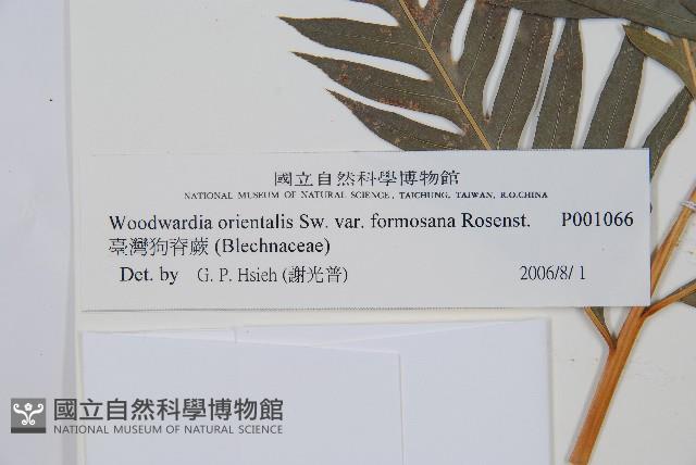 臺灣狗脊蕨藏品圖，第3張