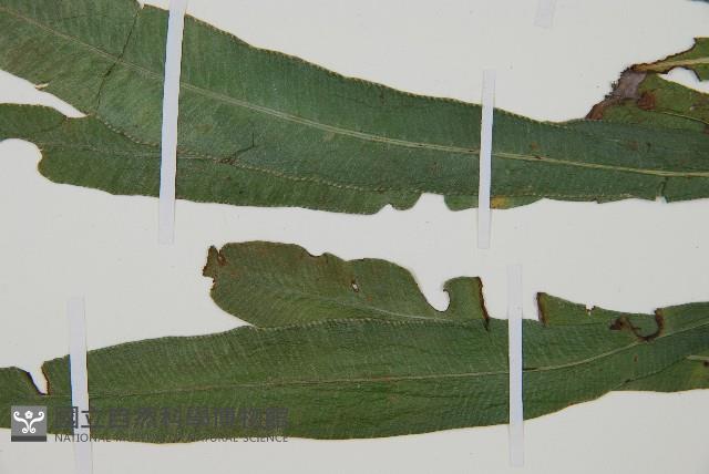 單葉雙蓋蕨藏品圖，第4張