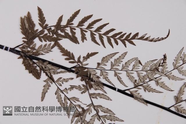 粉葉蕨藏品圖，第4張