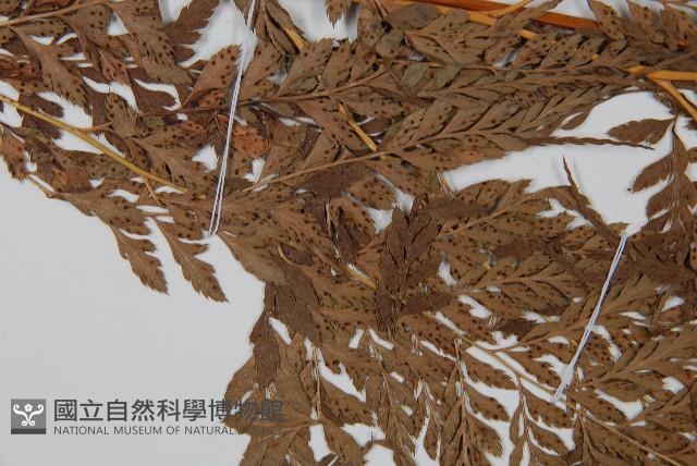 登錄號:P005566藏品圖，第4張