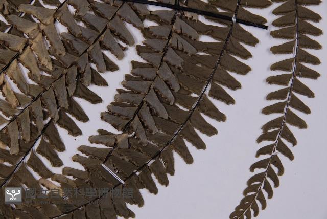 灰背鐵線蕨藏品圖，第4張