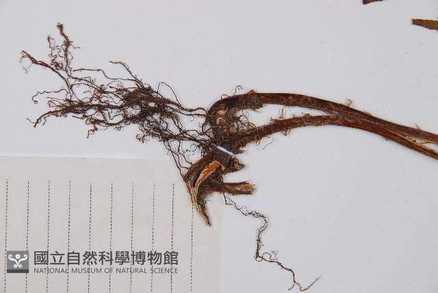 假蹄蓋蕨藏品圖，第4張