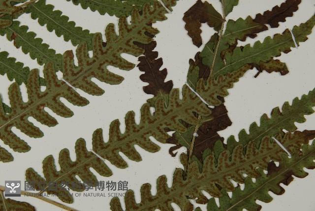 黃腺羽蕨藏品圖，第4張