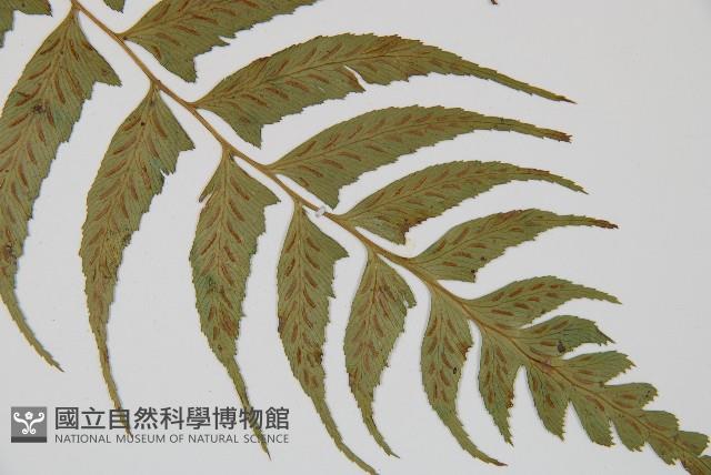 鋸齒雙蓋蕨、線葉雙蓋蕨、刺鱗雙蓋蕨藏品圖，第4張