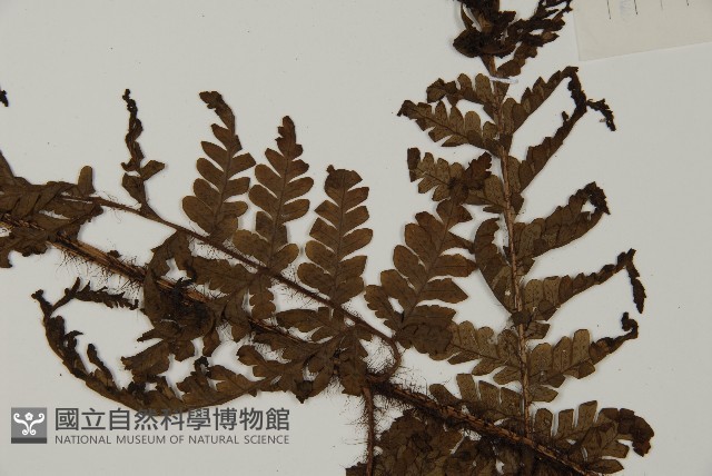 海南肋毛蕨藏品圖，第4張