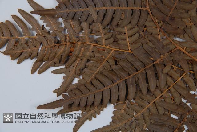 蕨藏品圖，第4張