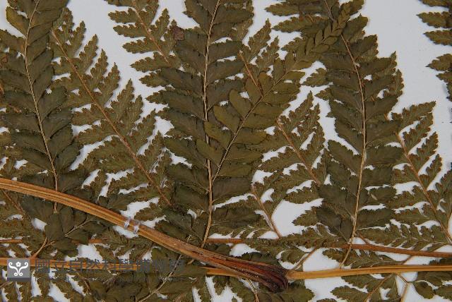 粗毛鱗蓋蕨藏品圖，第4張