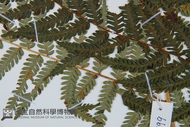 臺灣桫欏藏品圖，第4張