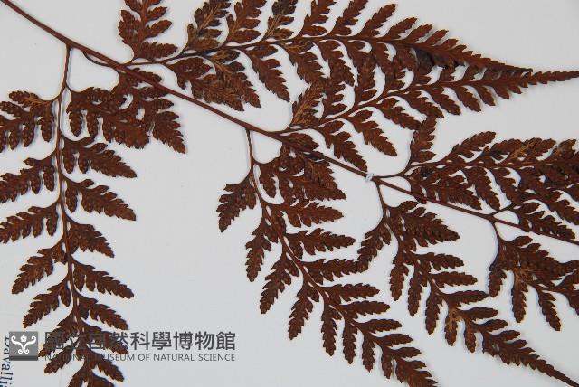 大葉骨碎補、台灣骨碎補、骨碎補藏品圖，第4張