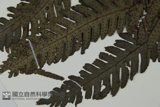 高士佛擬肋毛蕨藏品圖，第4張