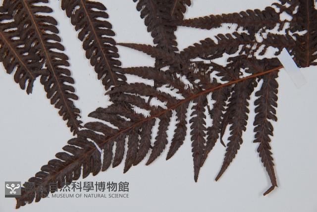 金狗毛蕨藏品圖，第3張