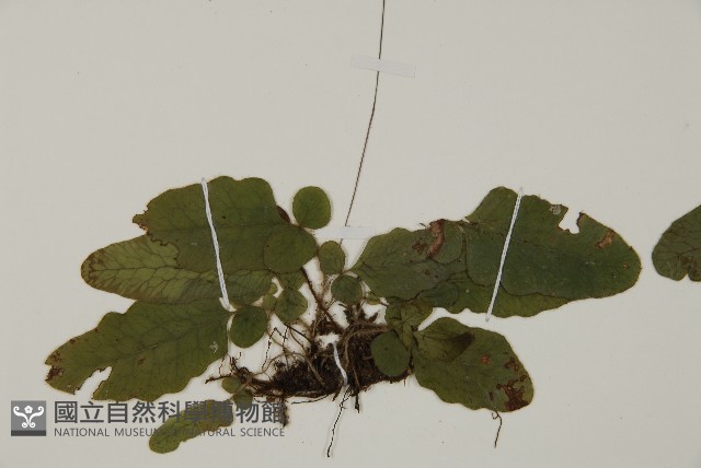 地耳蕨藏品圖，第4張