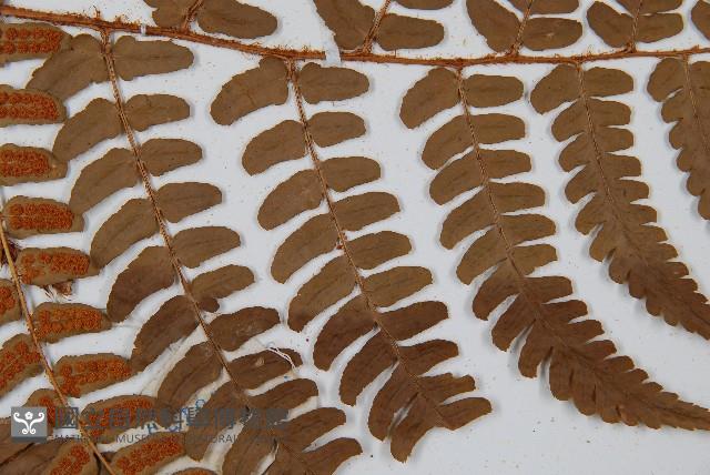 闊鱗鱗毛蕨藏品圖，第4張