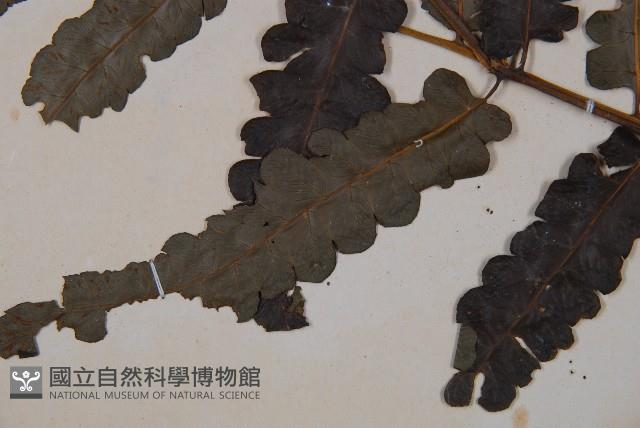 廣葉鋸齒雙蓋蕨藏品圖，第3張