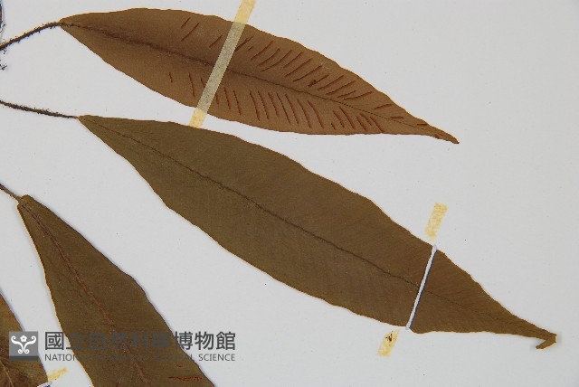 單葉雙蓋蕨藏品圖，第4張