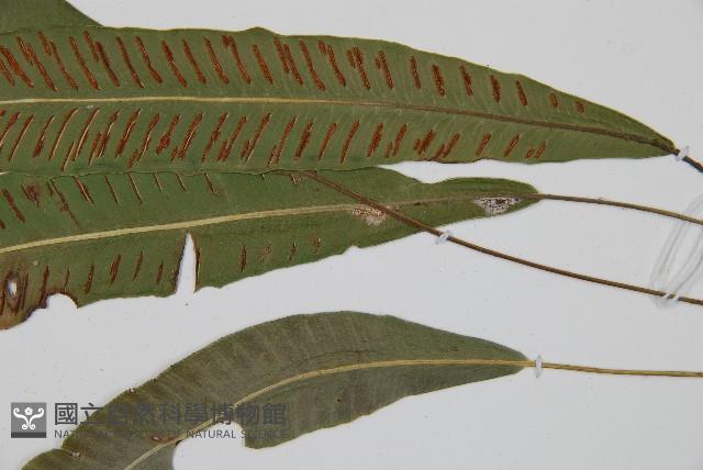 單葉雙蓋蕨藏品圖，第3張