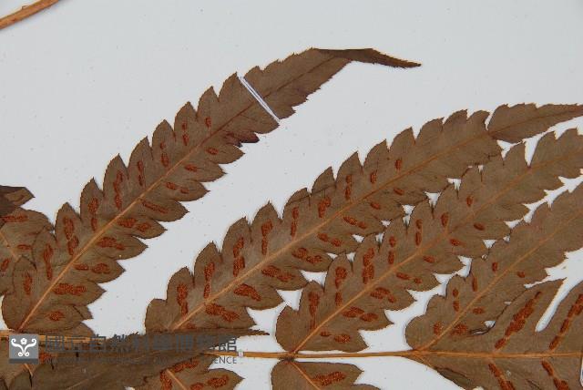 日本狗脊蕨藏品圖，第4張