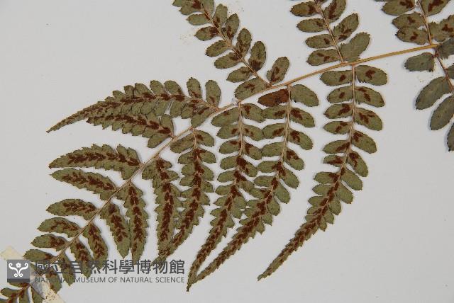 倉田氏蹄蓋蕨藏品圖，第7張