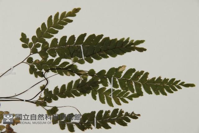 毛葉鐵線蕨藏品圖，第4張
