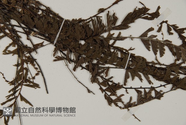 鞭葉鐵線蕨藏品圖，第4張