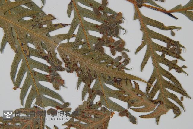 臺灣狗脊蕨藏品圖，第3張