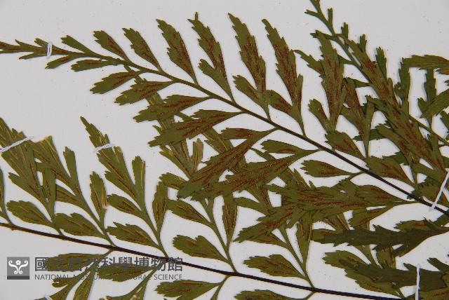 威氏鐵角蕨藏品圖，第4張