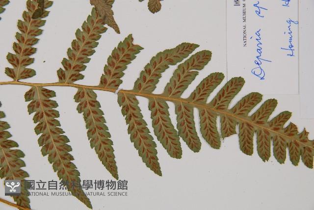 登錄號:P002946藏品圖，第4張