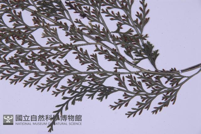 尖葉鐵角蕨藏品圖，第4張